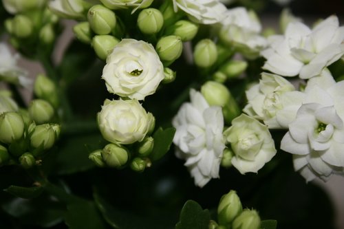 flowers  white  nature