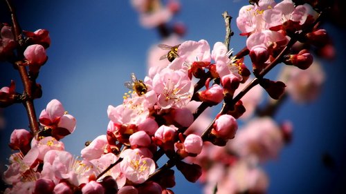 flowers  apricot  bee
