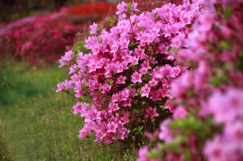 flowers  nature  garden