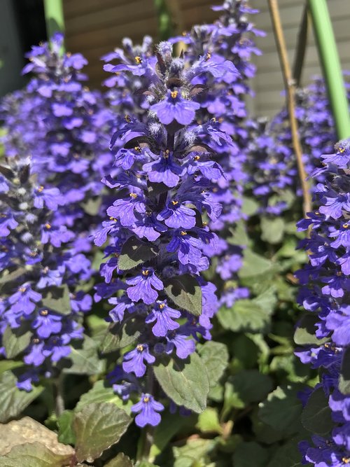 flowers  plant  garden