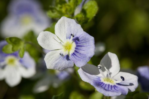 flowers small white