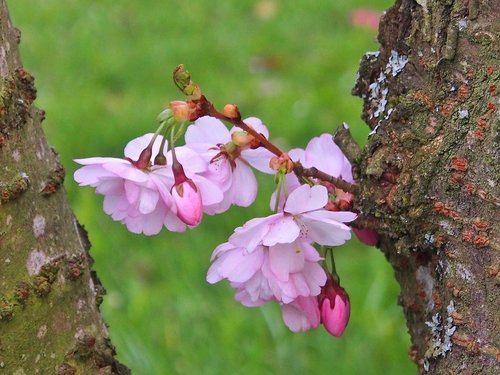 flowers  plant  tree