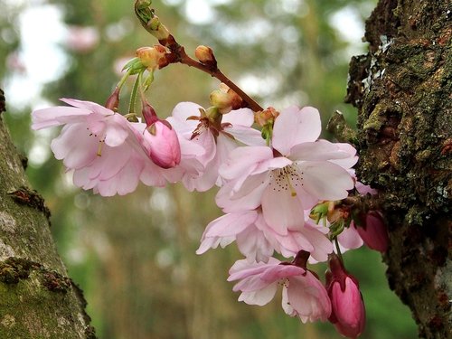 flowers  plant  tree