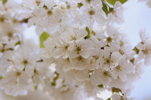 flowers  tree  visin