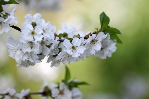 flowers  tree  visin