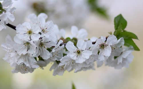 flowers  tree  visin