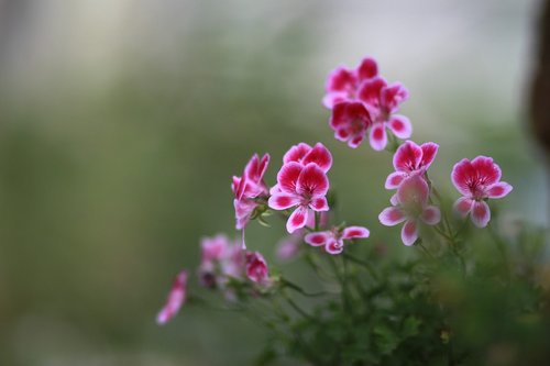 flowers  nature  plants