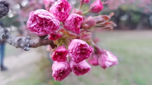 flowers  plants  nature