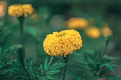 flowers  marigold  yellow