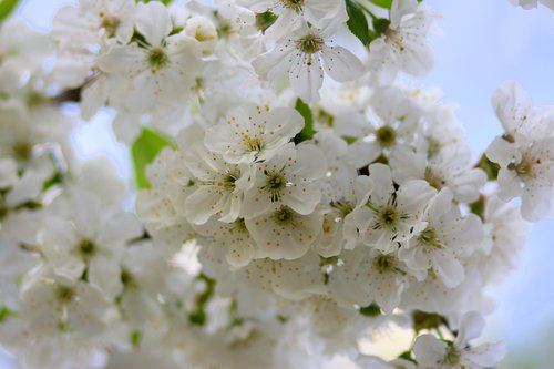 flowers  white  tree