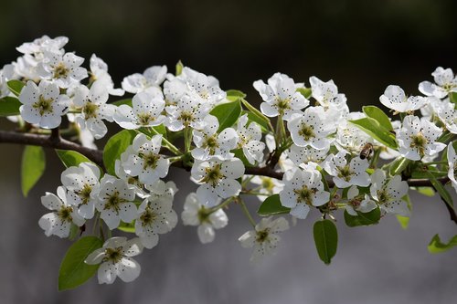 flowers  white  tree