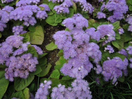 flowers plants nature