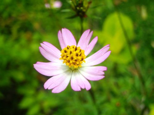 flowers marigolds pink