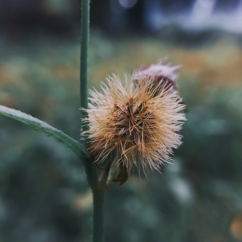 flowers  nature  plant