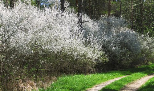 flowers  shrubs  lane