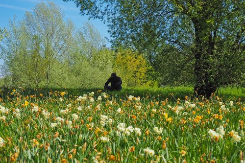 flowers  nature  landscape