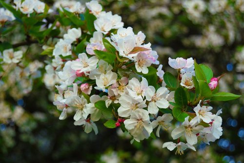 flowers  white  apple blossom