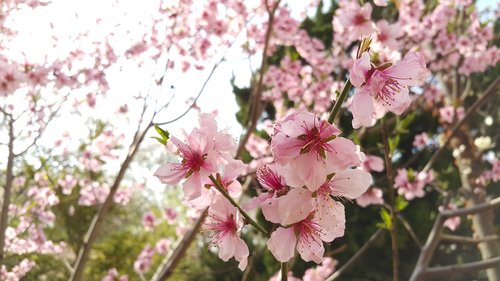 flowers  plants  quarter