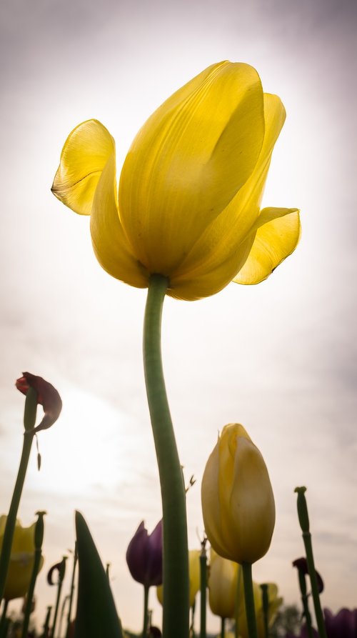 flowers  tulip  nature