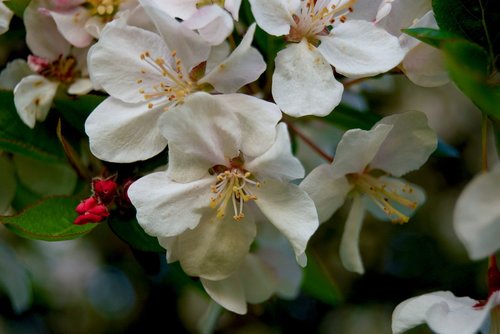flowers  white  apple blossom