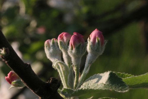 flowers  close up  branch