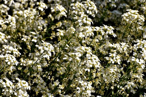 flowers  white  spring