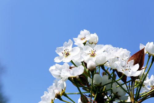 flowers  nature  plants