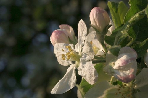 flowers  close up  branch