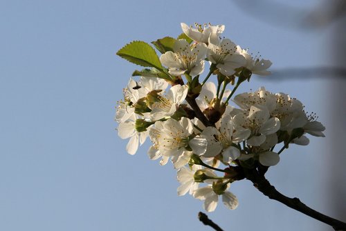 flowers  close up  branch