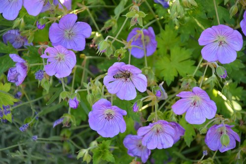 flowers  slovakia  meadow