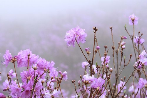 flowers  nature  plants