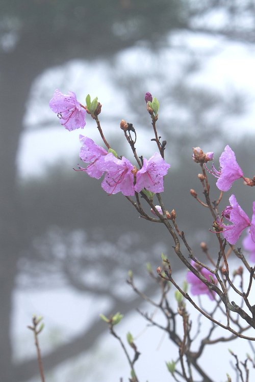 flowers  nature  plants