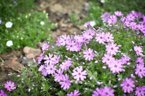 flowers  garden  purple flowers