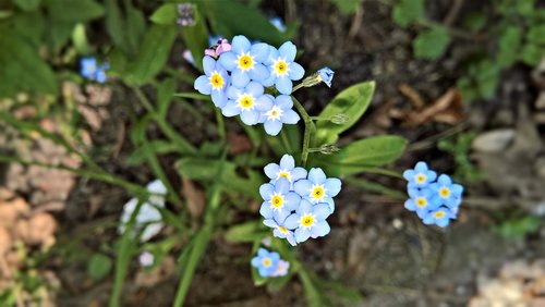 flowers  forget me not  spring flowers