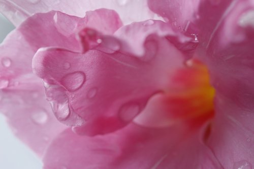 flowers  plant  background