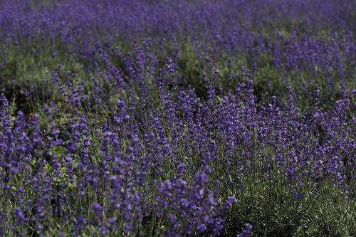 flowers  lavender  field