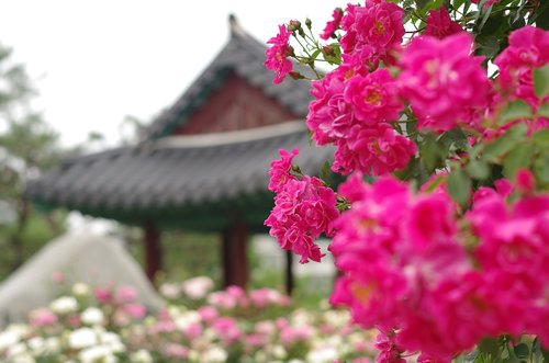 flowers  garden  plants