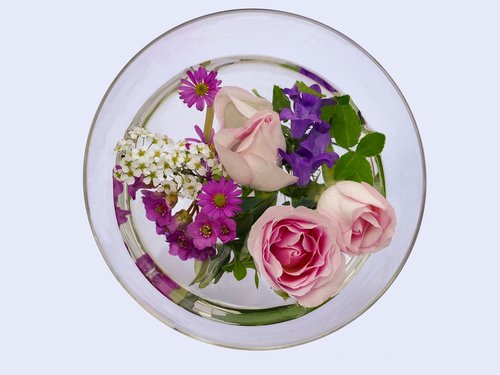 flowers  rose  bergenia