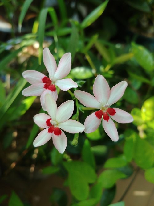 flowers  nature  plants