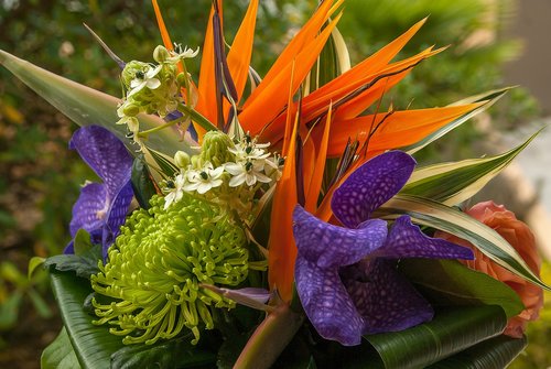 flowers  bouquet  orchid