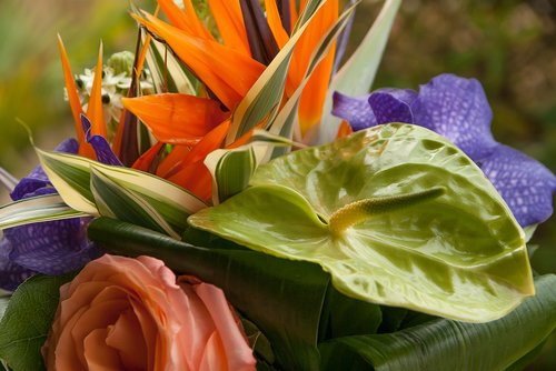 flowers  anthurium  bouquet