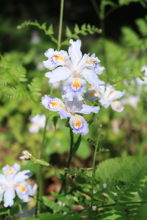 flowers  plant  natural