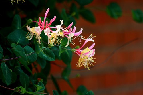 flowers  nature  plants