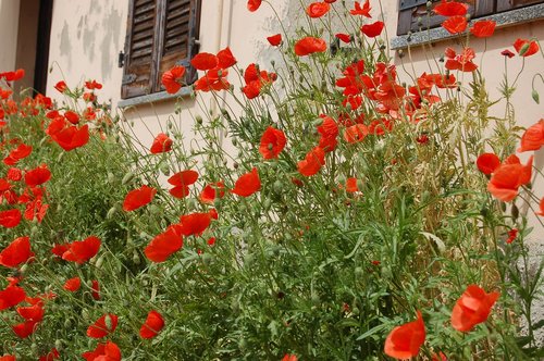 flowers  poppies  nature