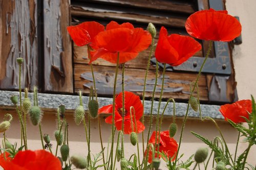 flowers  poppies  nature
