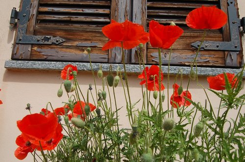 flowers  poppies  nature