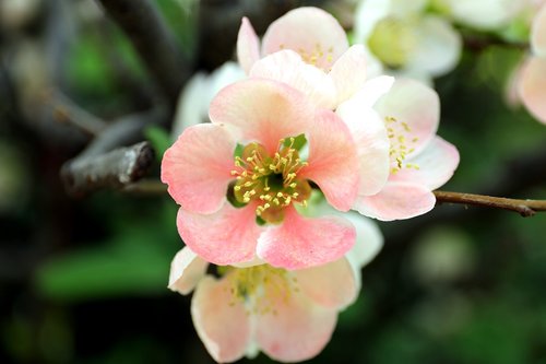 flowers  nature  quince flower