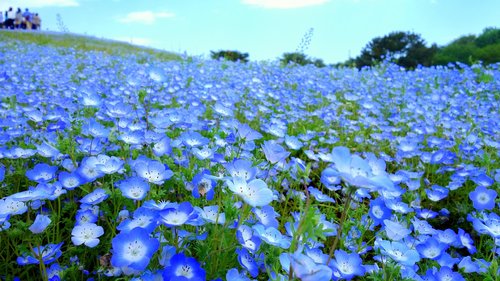 flowers  natural  plant