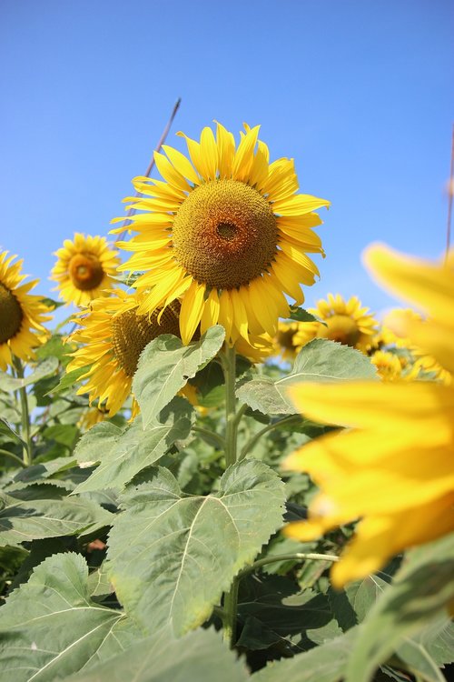 flowers  sunflower  yellow