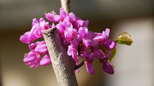 flowers  nature  petal